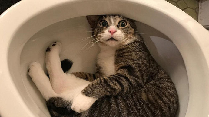 Cat Learning To Flush The Toilet